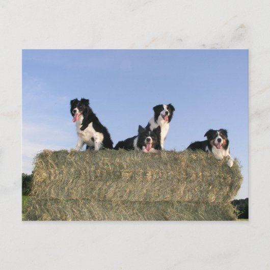Carte Postale 4 collies de bordure.png (Devant)