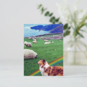 Carte Postale 4. Côte de l'Irlande, Collie et troupeau de mouton (Debout devant)