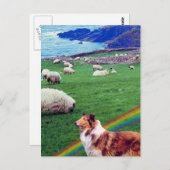 Carte Postale 4. Côte de l'Irlande, Collie et troupeau de mouton (Devant / Derrière)