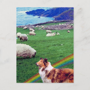 Carte Postale 4. Côte de l'Irlande, Collie et troupeau de mouton