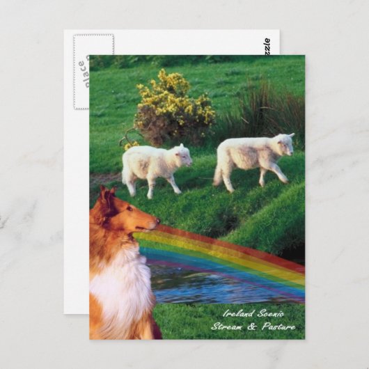 Carte Postale 4. Irlande Stream avec Collie et mouton (Devant / Derrière)