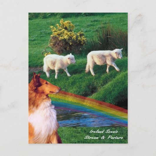 Carte Postale 4. Irlande Stream avec Collie et mouton (Devant)