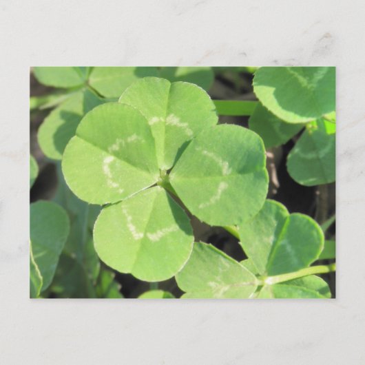 Carte Postale 4 Leaf Clover Good (Devant)