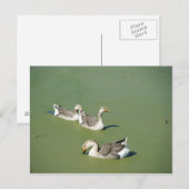 Carte Postale 4 mars_Carte postale Canards de marécage (Devant / Derrière)