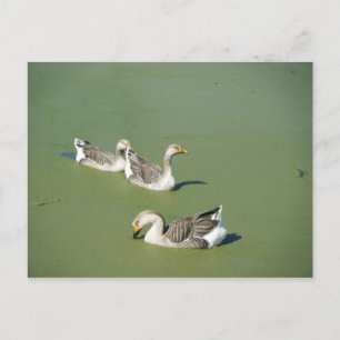 Carte Postale 4 mars_Carte postale Canards de marécage