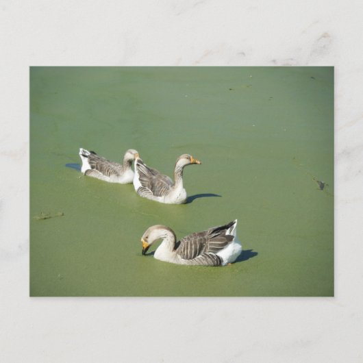 Carte Postale 4 mars_Carte postale Canards de marécage (Devant)