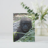 Carte postale 4x6 Bébé Gorille (Debout devant)