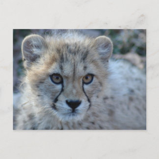 Carte Postale 4x6 guépard