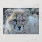 Carte Postale 4x6 guépard (Devant)