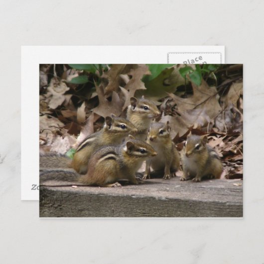 Carte Postale 5 Chipmunks pour bébés (Devant / Derrière)