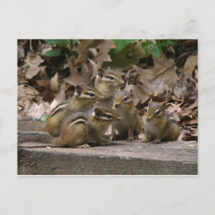 Carte Postale 5 Chipmunks pour bébés