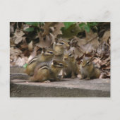 Carte Postale 5 Chipmunks pour bébés (Devant)