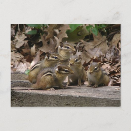 Carte Postale 5 Chipmunks pour bébés (Devant)