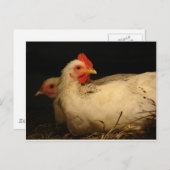 Carte Postale 5 orteils et survivants (Devant / Derrière)