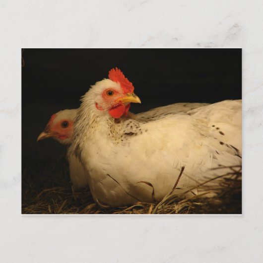 Carte Postale 5 orteils et survivants (Devant)