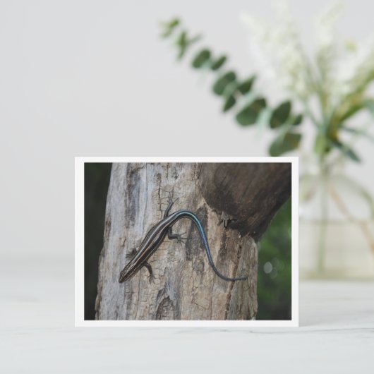 Carte Postale 5 skink rayé (Debout devant)