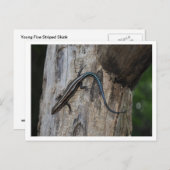 Carte Postale 5 skink rayé (Devant / Derrière)