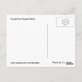 Carte Postale 5 skink rayé (Dos)