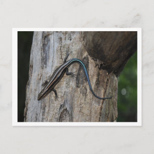 Carte Postale 5 skink rayé
