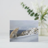 Carte Postale 6-nov (Debout devant)