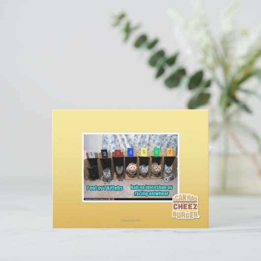 Carte Postale 7 kittehs d'OV 7 (Debout devant)