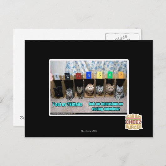 Carte Postale 7 kittehs d'OV 7 (Devant / Derrière)