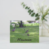 Carte Postale 7 Petits canards (Debout devant)