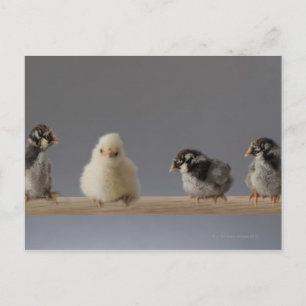 Carte Postale 7 Poulets de bébé pour animaux de compagnie sur un