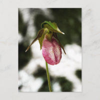 Carte postale #8299 de Lady's Slipper