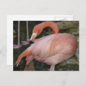 Carte Postale A11 Flamingo Postcard (Devant / Derrière)