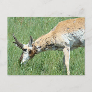 Carte Postale A11 Pronghorn Antelope Buck Grazing