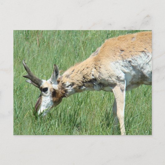 Carte Postale A11 Pronghorn Antelope Buck Grazing (Devant)