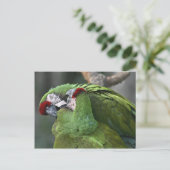 Carte postale A12 Parrot Couple (Debout devant)