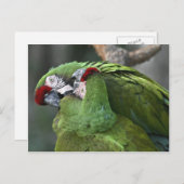 Carte postale A12 Parrot Couple (Devant / Derrière)