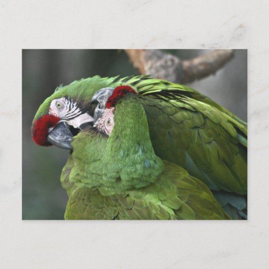 Carte postale A12 Parrot Couple (Devant)