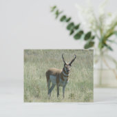 Carte Postale A13 Pronghorn Antelope Buck (Debout devant)