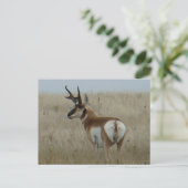 Carte Postale A22 Pronghorn Antelope Big Buck (Debout devant)