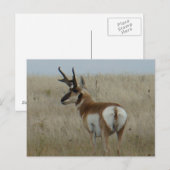Carte Postale A22 Pronghorn Antelope Big Buck (Devant / Derrière)