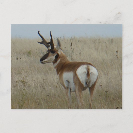 Carte Postale A22 Pronghorn Antelope Big Buck (Devant)