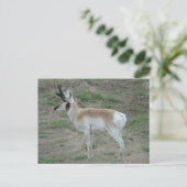Carte Postale A26 Pronghorn Antelope Buck (Debout devant)