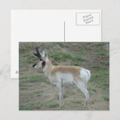 Carte Postale A26 Pronghorn Antelope Buck (Devant / Derrière)