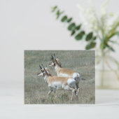 Carte Postale A27 Pronghorn Antelope Young Bucks (Debout devant)