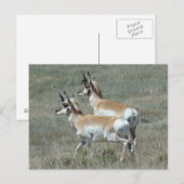 Carte Postale A27 Pronghorn Antelope Young Bucks (Devant / Derrière)