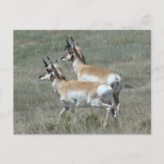 Carte Postale A27 Pronghorn Antelope Young Bucks (Devant)