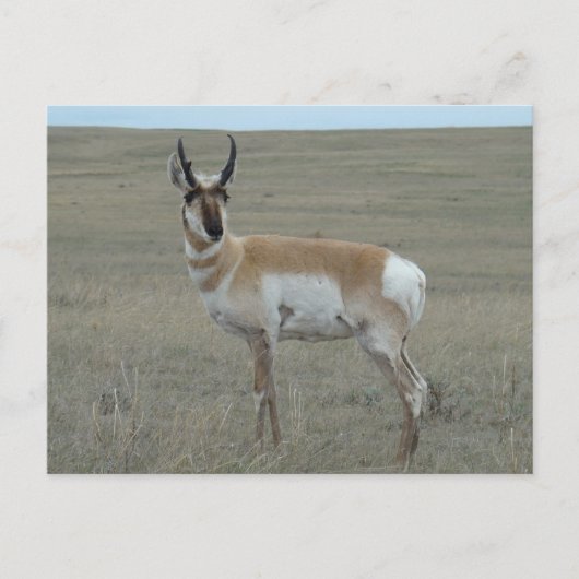 Carte Postale A28 Pronghorn Antelope Young Buck (Devant)