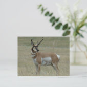 Carte Postale A37 Pronghorn Antelope Buck Crooked Horns (Debout devant)