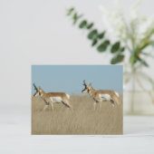 Carte Postale A45 Pronghorn Antelope Bucks (Debout devant)