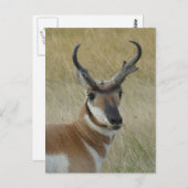 Carte Postale A5 Pronghorn Antelope Big Buck Head Shot (Devant / Derrière)