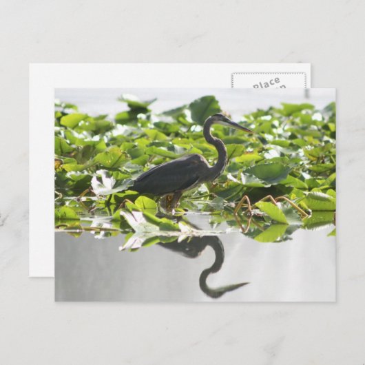 Carte postale A6 Great Heron (Devant / Derrière)