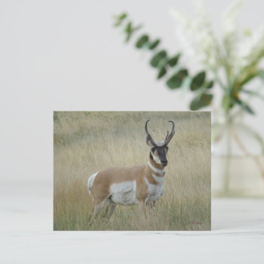 Carte Postale A8 Pronghorn Antelope Big Buck (Debout devant)